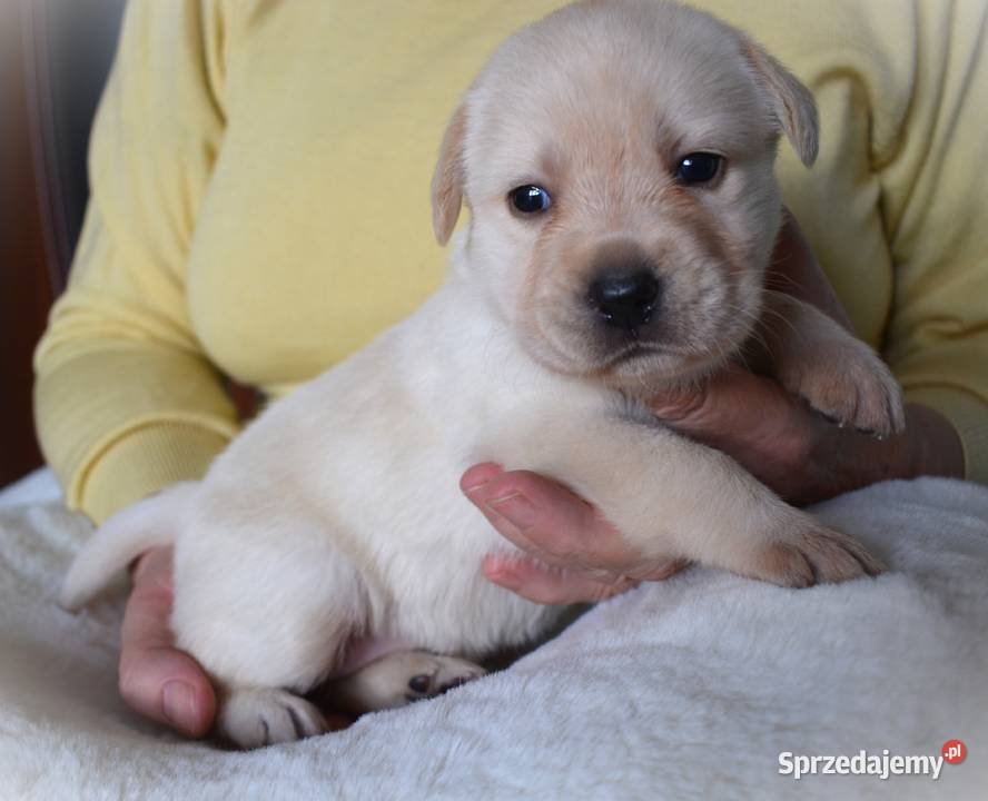 Zdrowe piękne mądre suczki Labrador ZKwP Labrador Myszków
