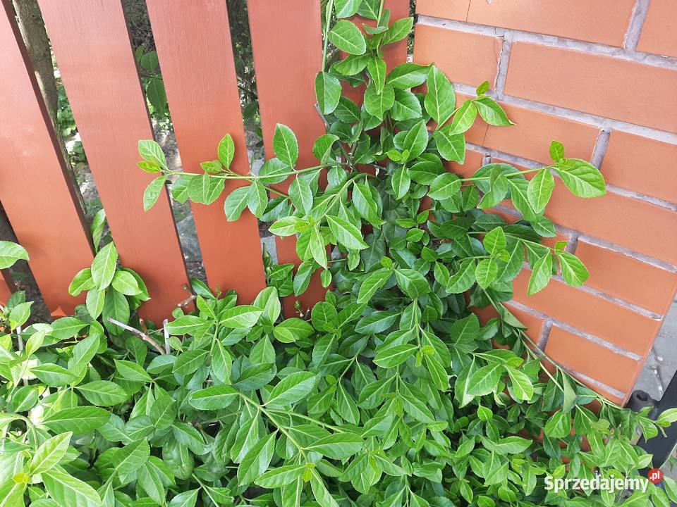 Trzmielina Coloratus duża sadzonka Lublin