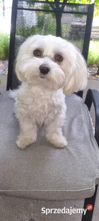 Suczka Maltipoo gotowa na walentynki