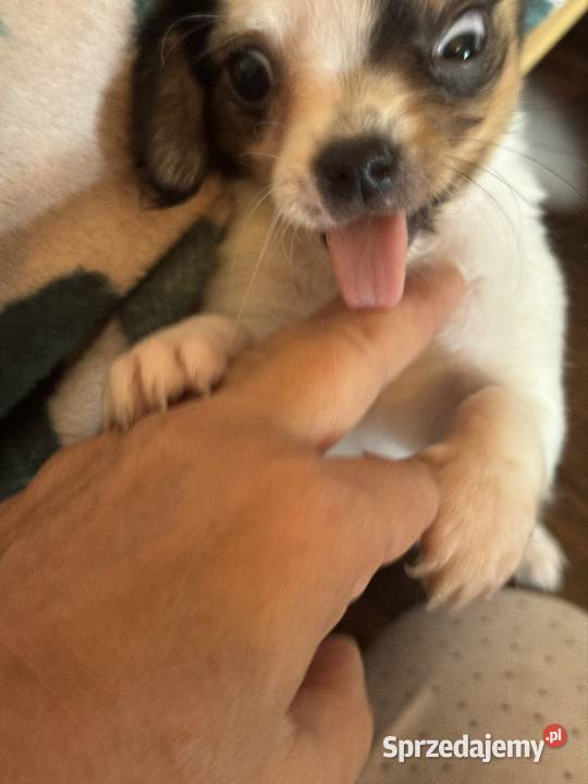 Sunia długowłosa Chihuahua malutka przekochana Warszawa