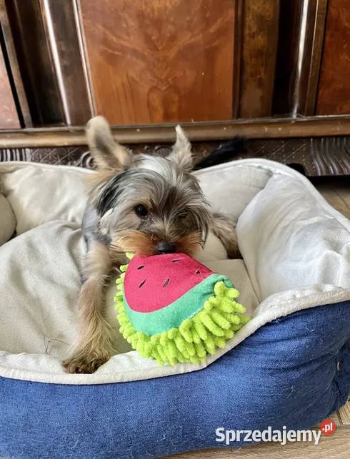 yorkshire terrier piesek 9msc Skalbmierz
