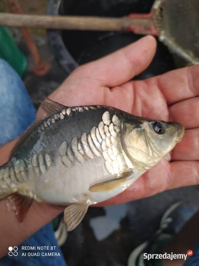 Narybek karpia Amura lina Pozostałe Mościsko