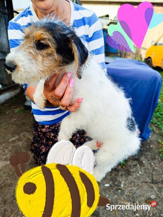 Foksterier szorstkowłosy z rodowodem Pozostałe Nowinka sprzedam