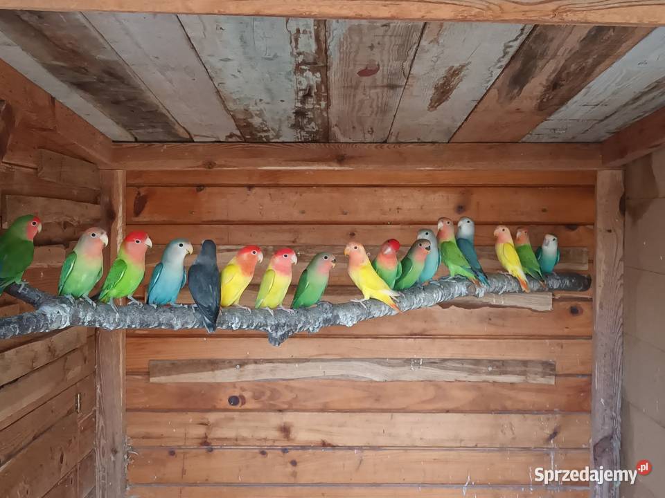 Nierozłączki Gorzyczki