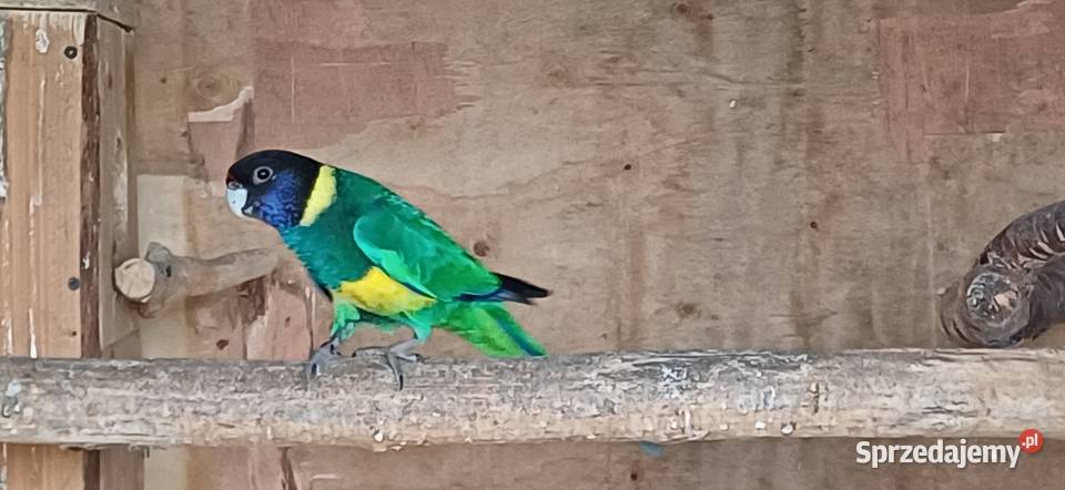 Papuga Barnard Żółtobrzuchy Smolice