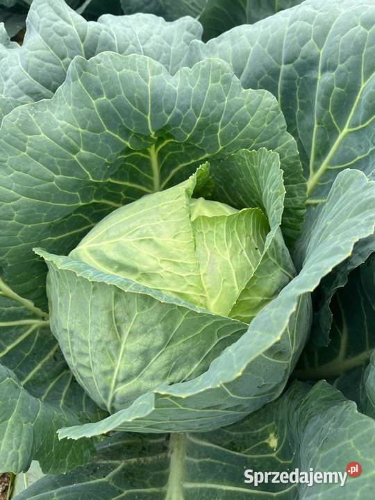 White cabbage and cabbage rolls from 150gr Opoczka