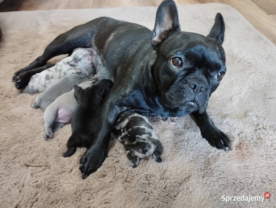 Buldog Francuski szczenieta Przemyśl