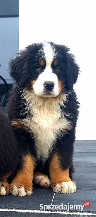 Berneński Pies Pasterski mazowieckie Radom
