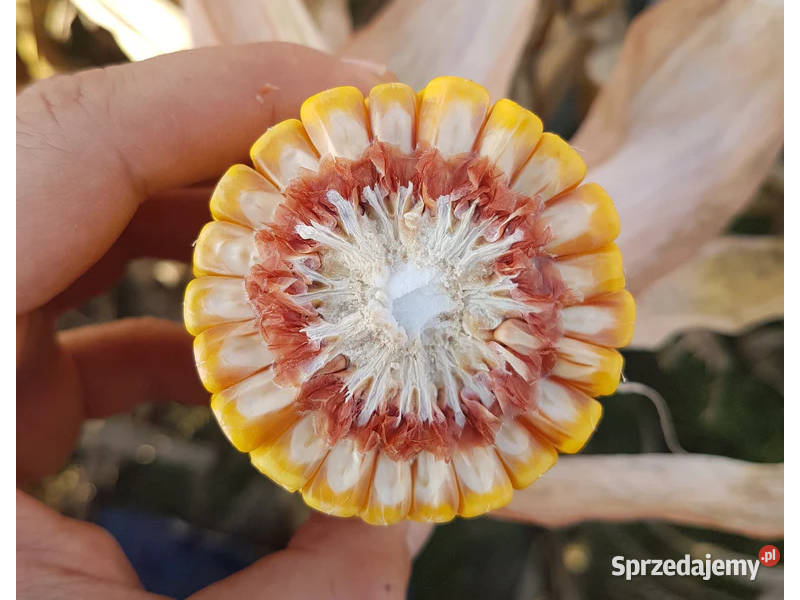 Kukurydza Pioneer P8500 FAO 250 idealny na wielkopolskie