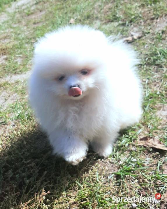 Szpic miniaturowy Pomeranian chlopak Pabianice
