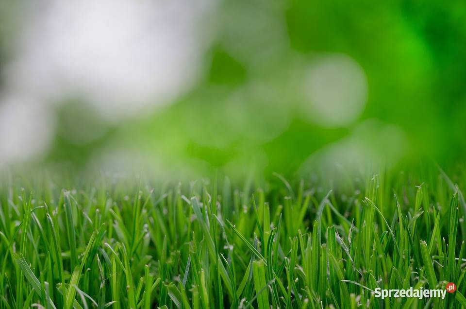 Trawa z rolki Trawa prosto z plantacji Trawy Ogród sprzedam