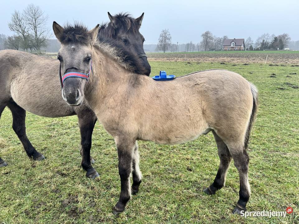 Konik Polski ogier źrebak odsadek Strzegowo