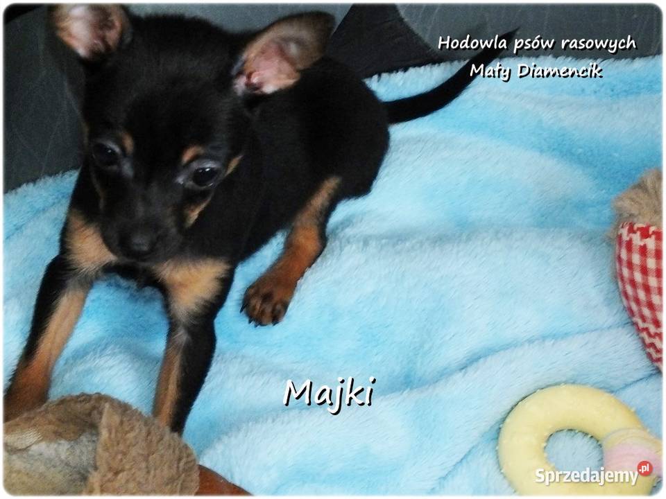 Maleńki Piesek MAJKI Pinczer miniaturowy Żary