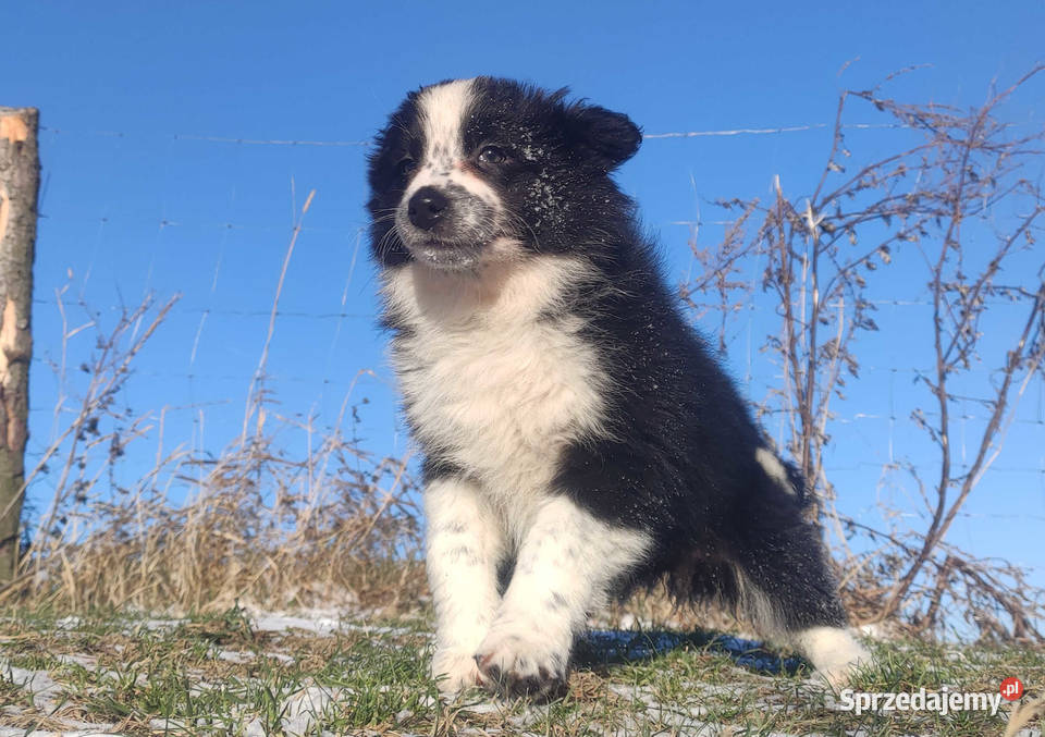 Szczeniak Suczka BORDER COLLIE z Hodowli Rasowa Iwonicz