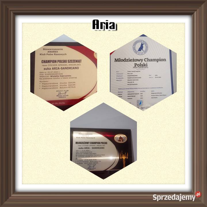 Cocker spaniel angielski łódzkie Krzyżanów sprzedam