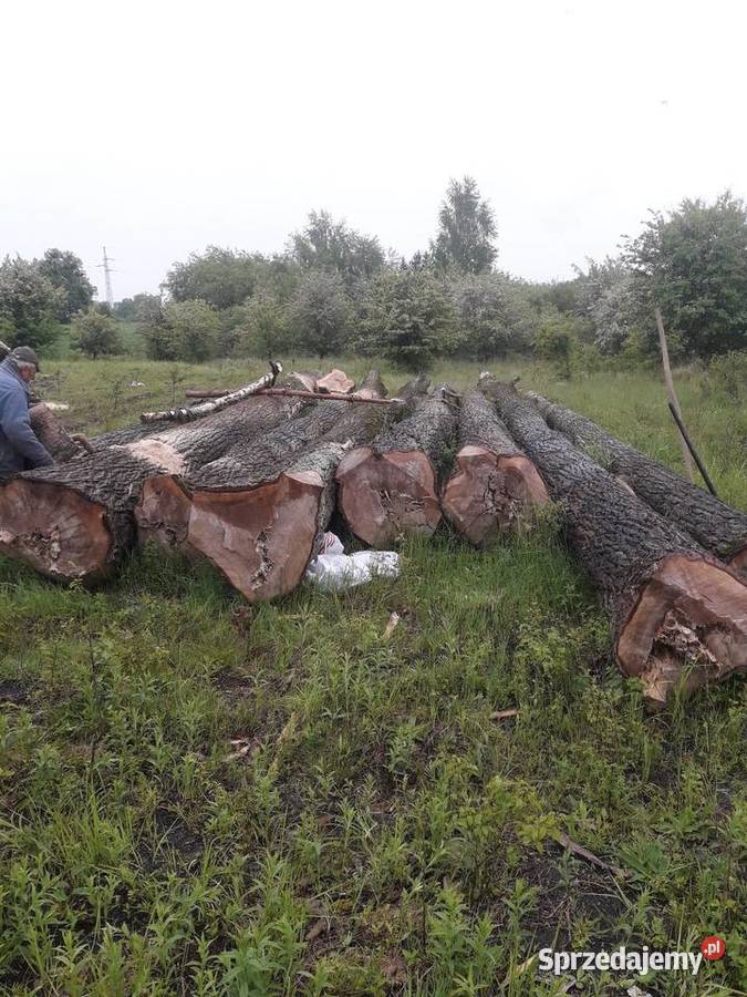 Topola drewnodrzewo tartaczne Chełm
