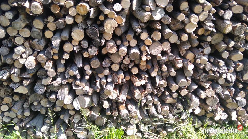 Drzewo bukowe gałęzie suche Ropa