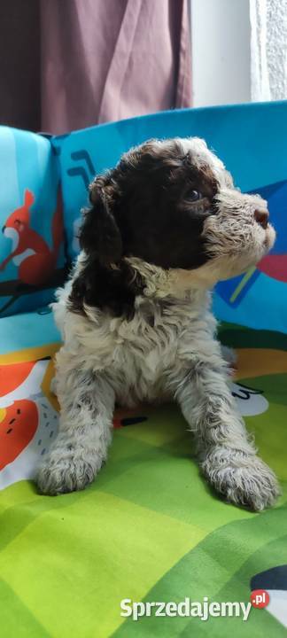Lagotto Romagnolo Będzin