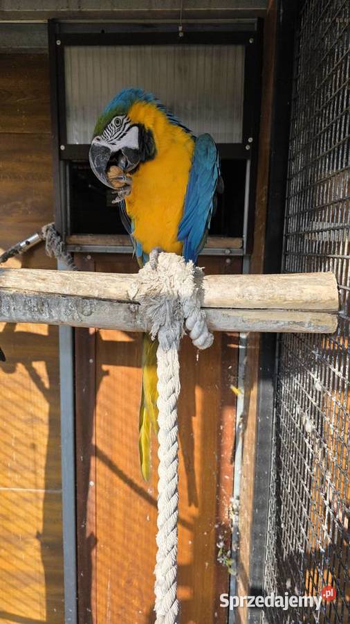 Ara Ararauna Ornontowice