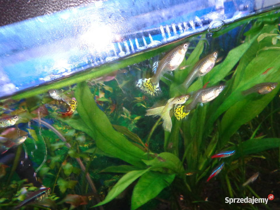 gupiki młody narybek Zwierzęta Poznań sprzedam