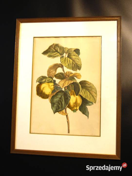 BESSA Pancrace akwatintowa duża rycina z owocami Antyki, Sztuka, Kolekcje Poznań