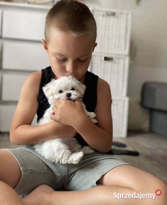 4 maltańczyki maltańczyk suczka z rodowodem Śrem