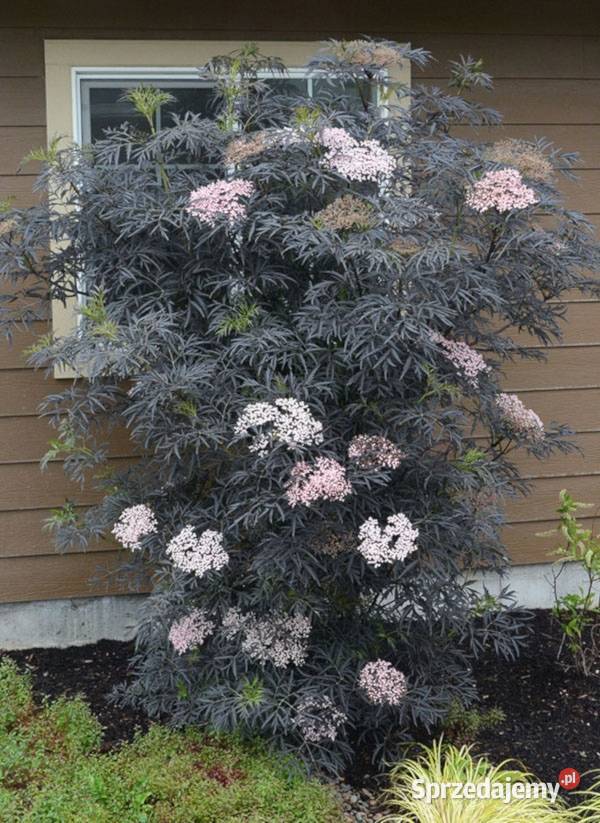 BEZ CZARNY Black Lace sadzonki w doniczkach Ustronie