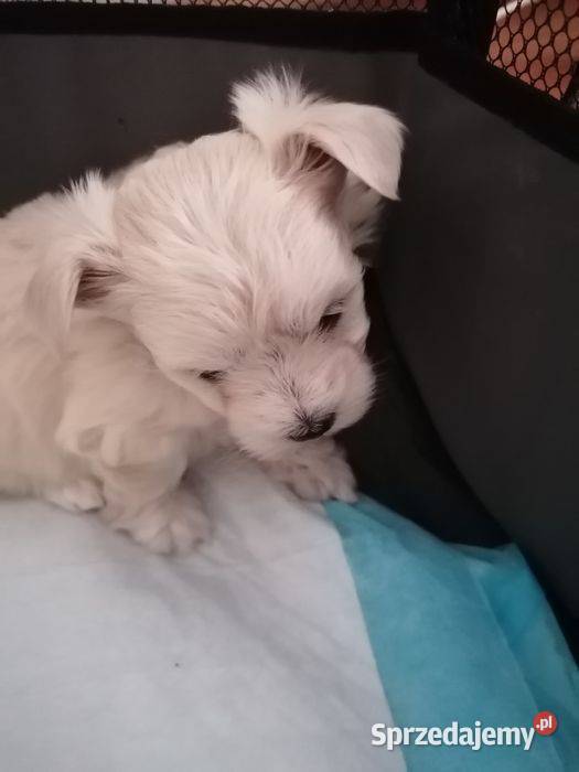 Przepiękne maltańczyki z rodowodem śląskie Mysłowice