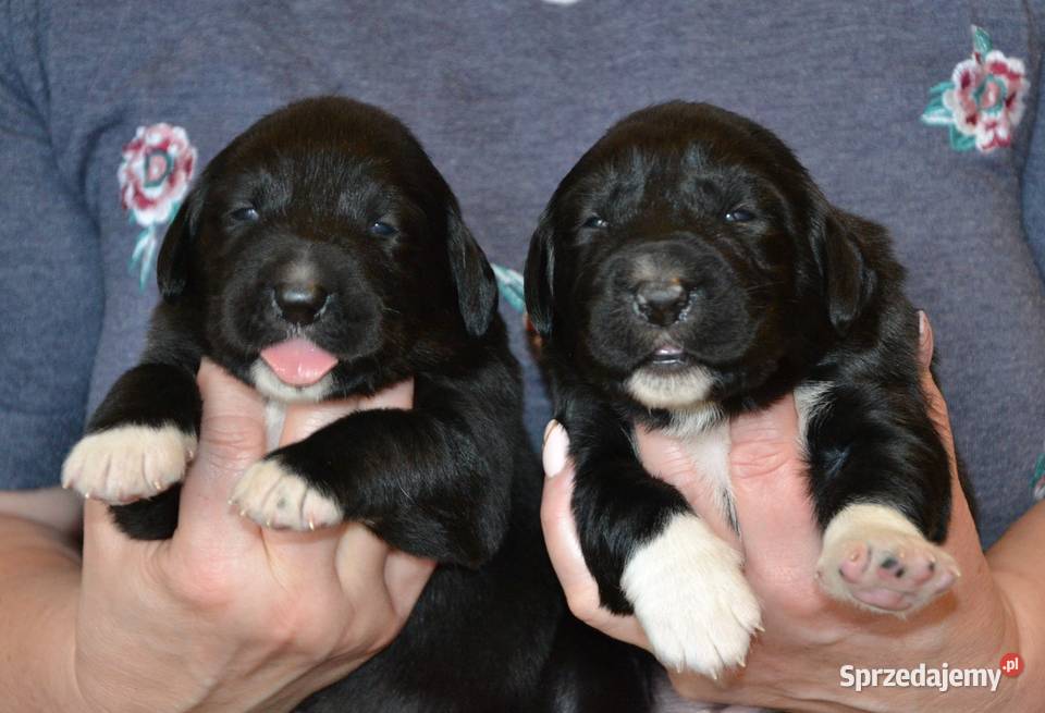 Owczarek środkowoazjatycki FCI zachodniopomorskie