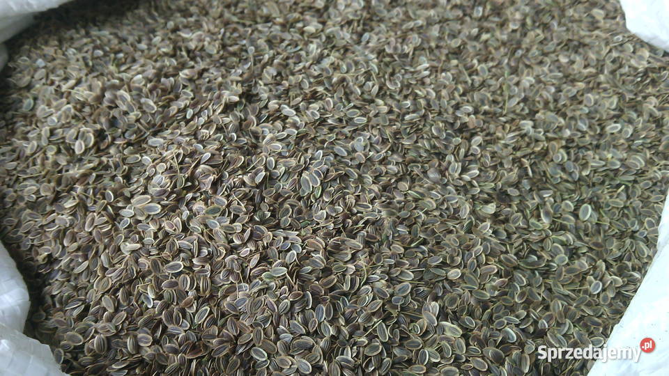 Nasiona kopru koper Produkcja 2023 Gowarzewo