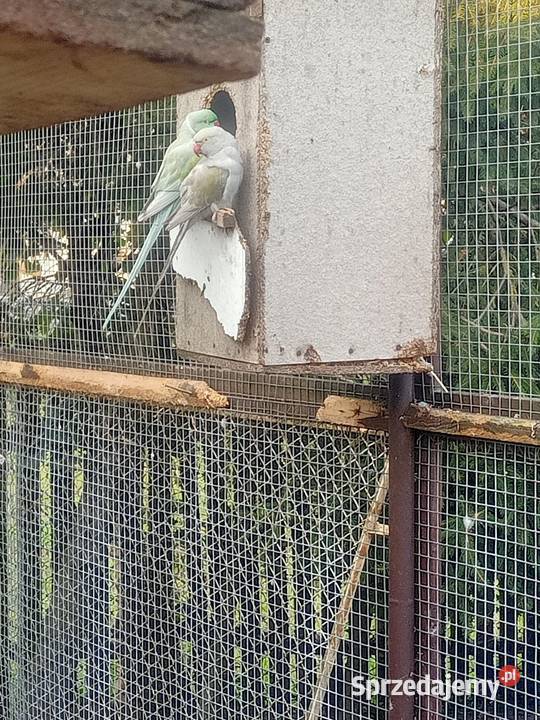 Aleksandretty obrożne para dorosla Ptaki Brusy