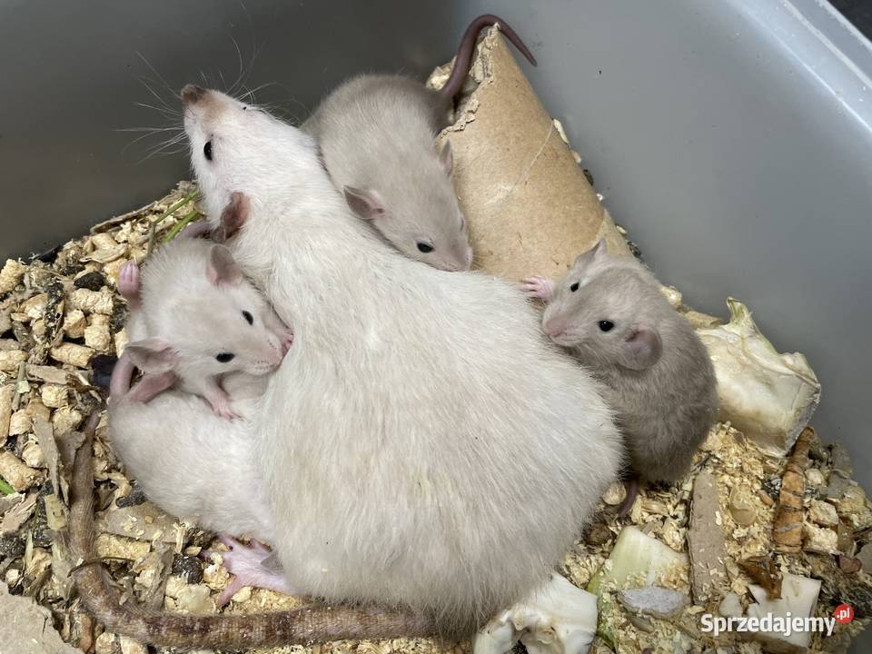 Szczury rasowe Gryzonie Gliwice