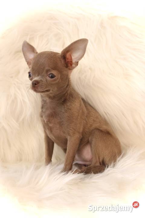Malutka Chihuahua miniaturkaxxxs Dąbrowa Tarnowska sprzedam
