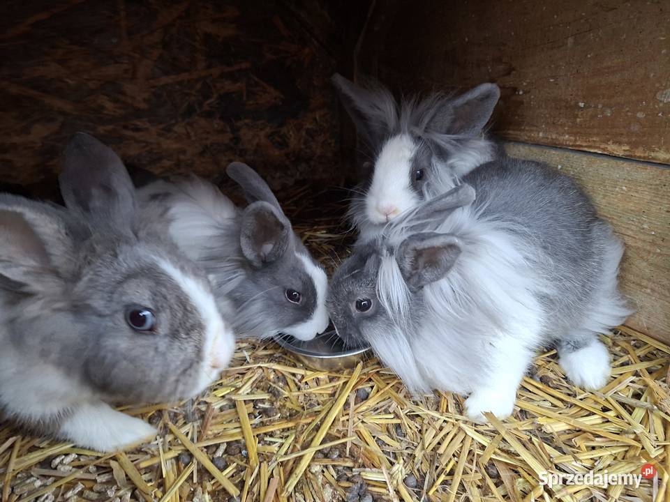 Lewki miniaturki Ostrołęka