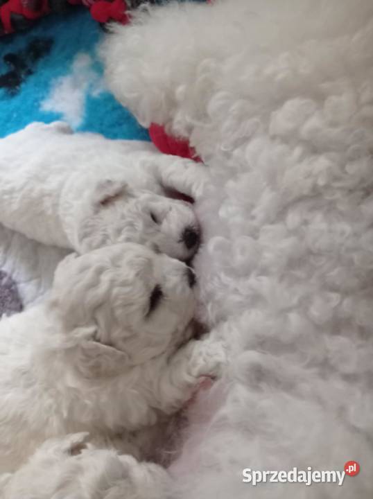 Szczenię Bichon Frise Bielkówko