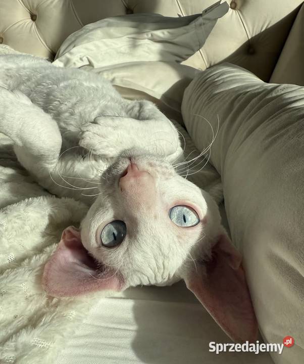 Cornish rex kocurek kotek Pozostałe