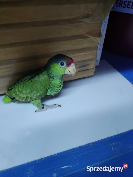 Amazonka Krasnogłowa Viridigenalis ręcznie Kraków sprzedam