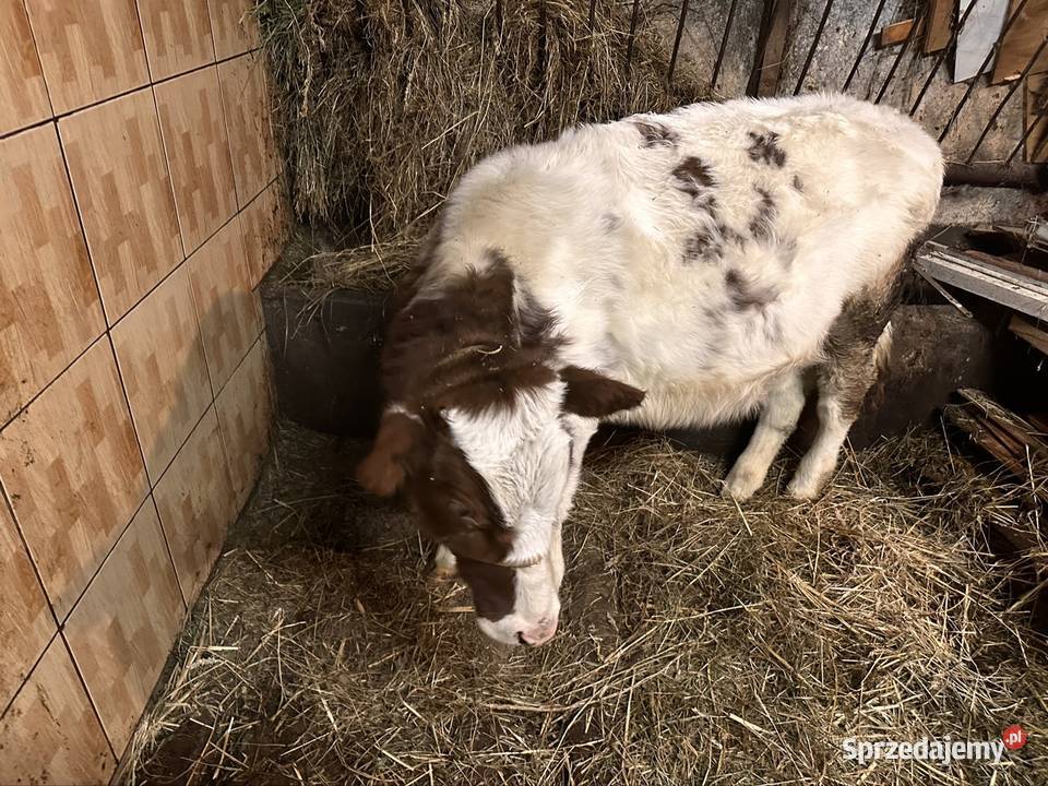 Sprzedam cieliczkę Podłopień