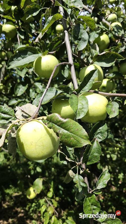 Jabłko antonówka podkarpackie