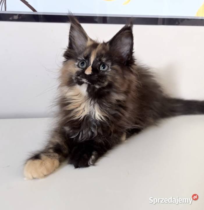 Maine Coon Szylkretka Zorza dolnośląskie Wińsko