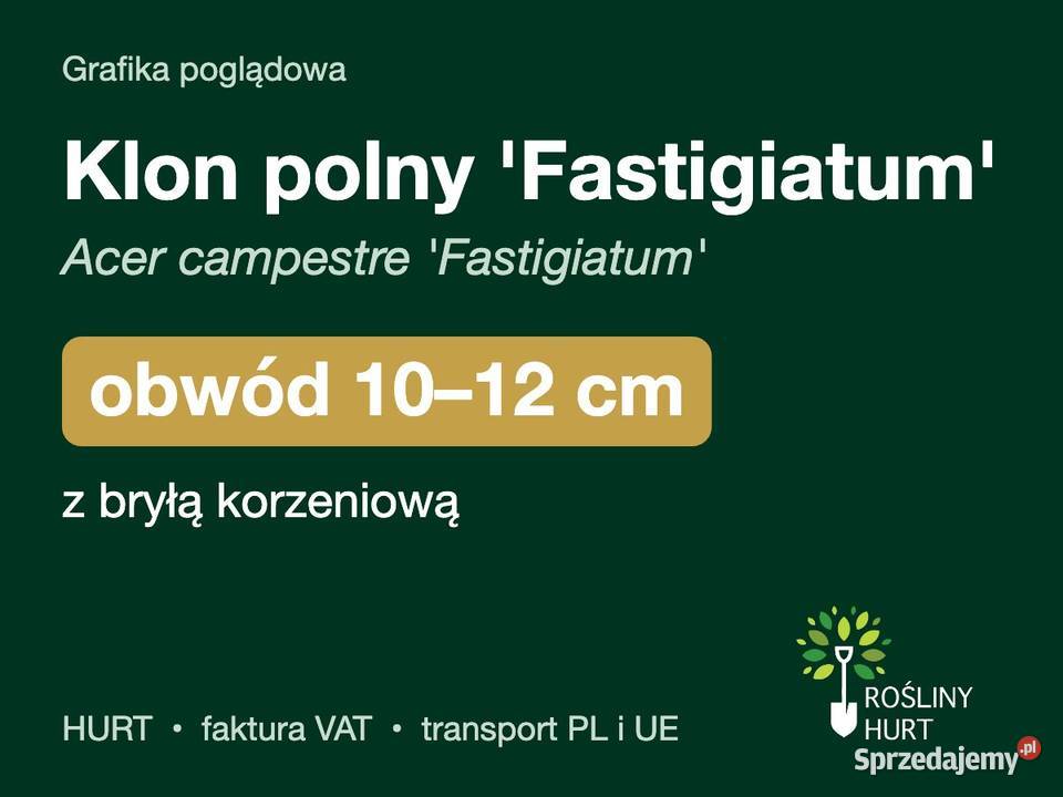 Klon polny Fastigiatum obwód 1012 z bryłą HURT