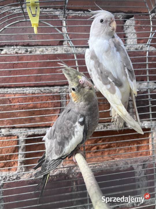 Papugi nimfy Kalisz sprzedam