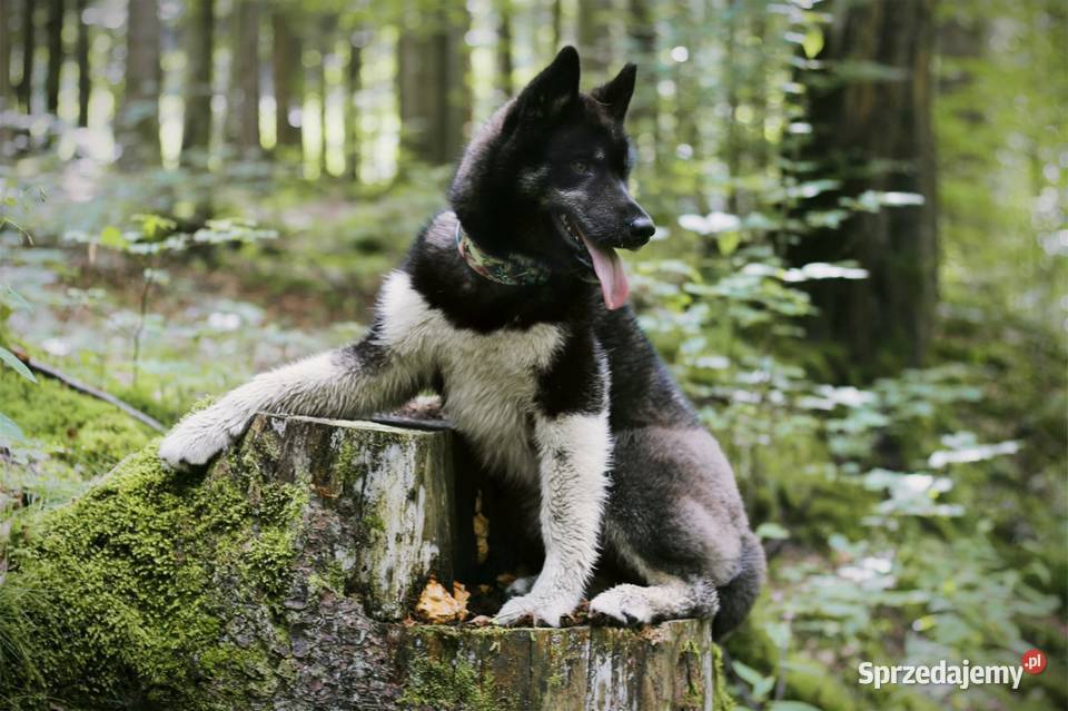 Szczenięta Siberian Husky ZKwPFCI podkarpackie Kolbuszowa