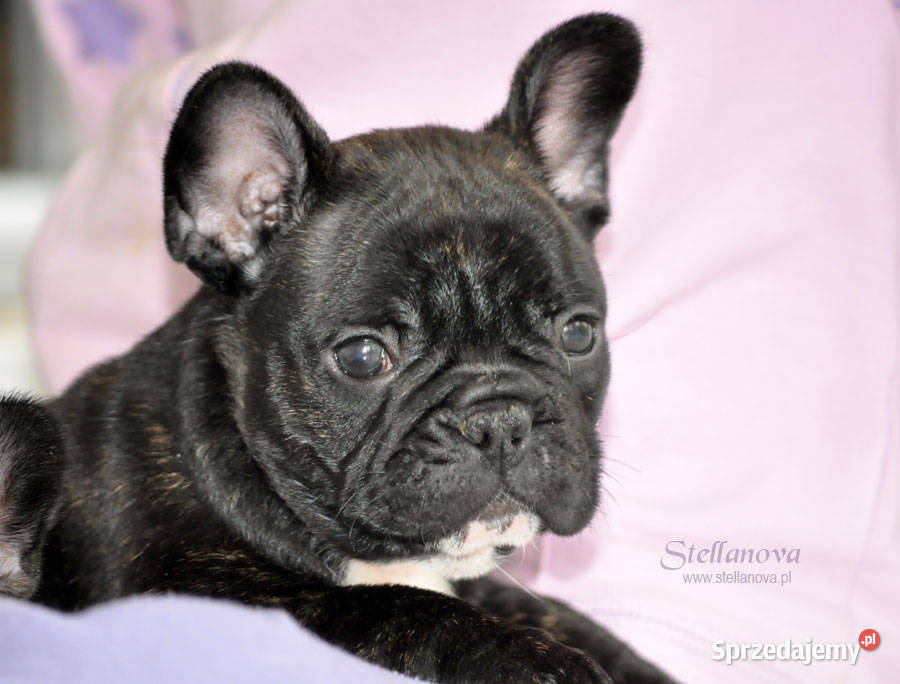 Buldog francuski szczenieta CH MŁCH Stellanova mazowieckie Warszawa