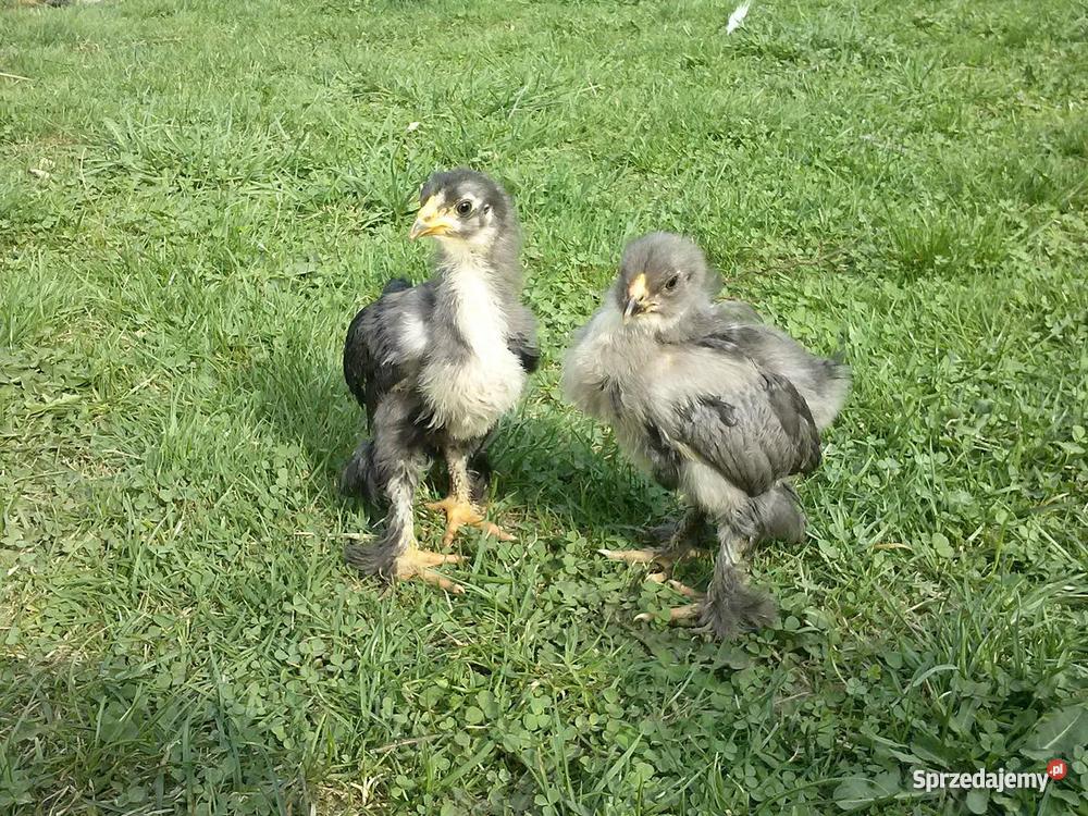 Białoczub holenderski mini kochin olbrzym Zwierzęta Starachowice