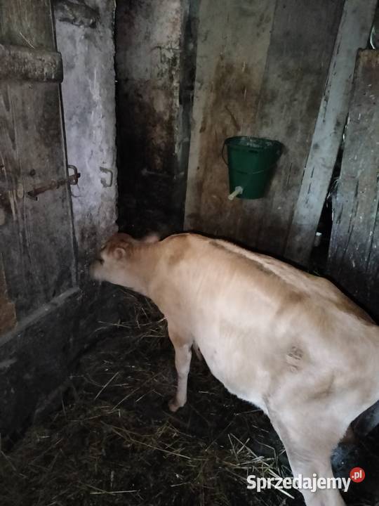 Cielisia Jersey Różanka