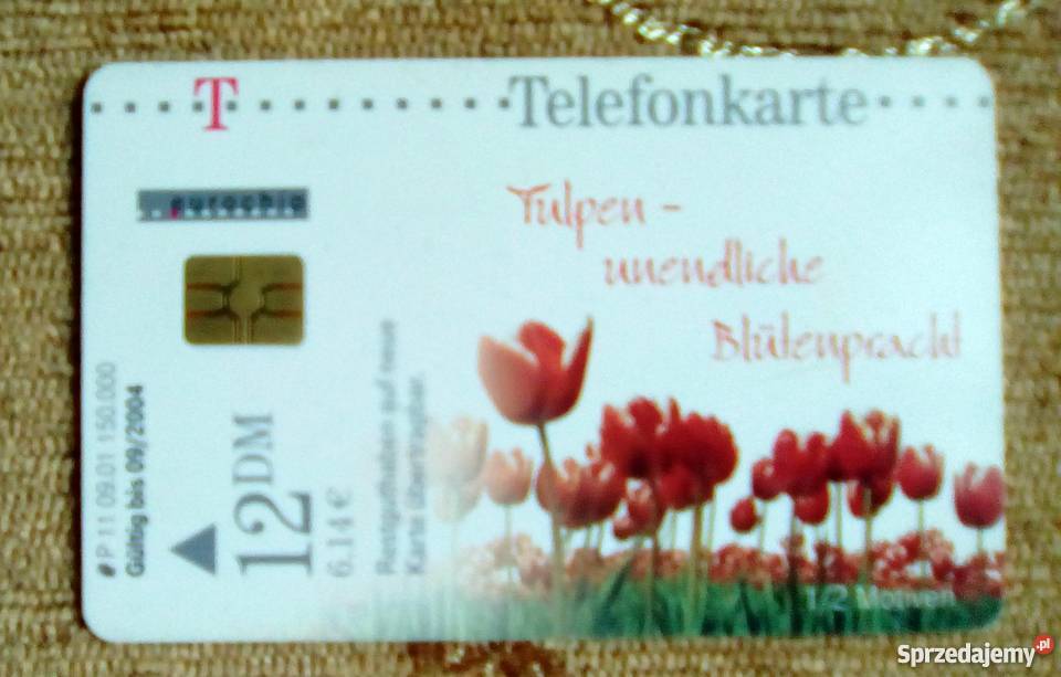 POLE CZERWONYCH TULIPANÓW Piszczac sprzedam
