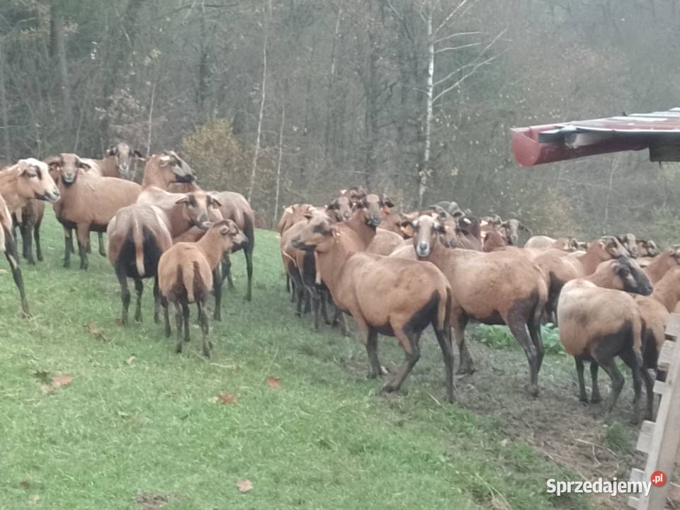 Owce kamerunskie całe stado sztuki kolczykowane Brody sprzedam
