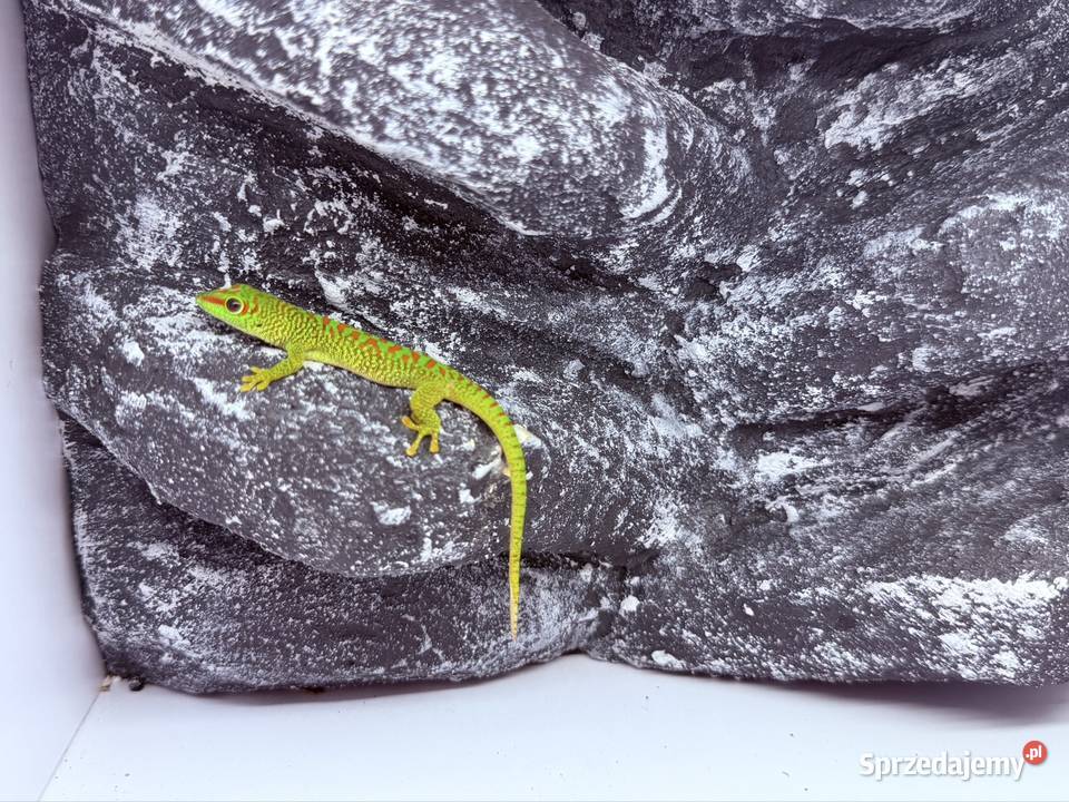 Felsuma madagaskarska felsumy madagaskarskie Tczew