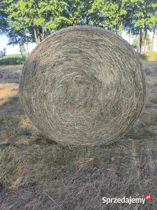 Sprzedam Strzelce Krajeńskie
